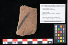 Foto (Objekt + Etikett) von Zostena ungeri Ettingshausen (NHMW-GEO-2024-0188-0444)
